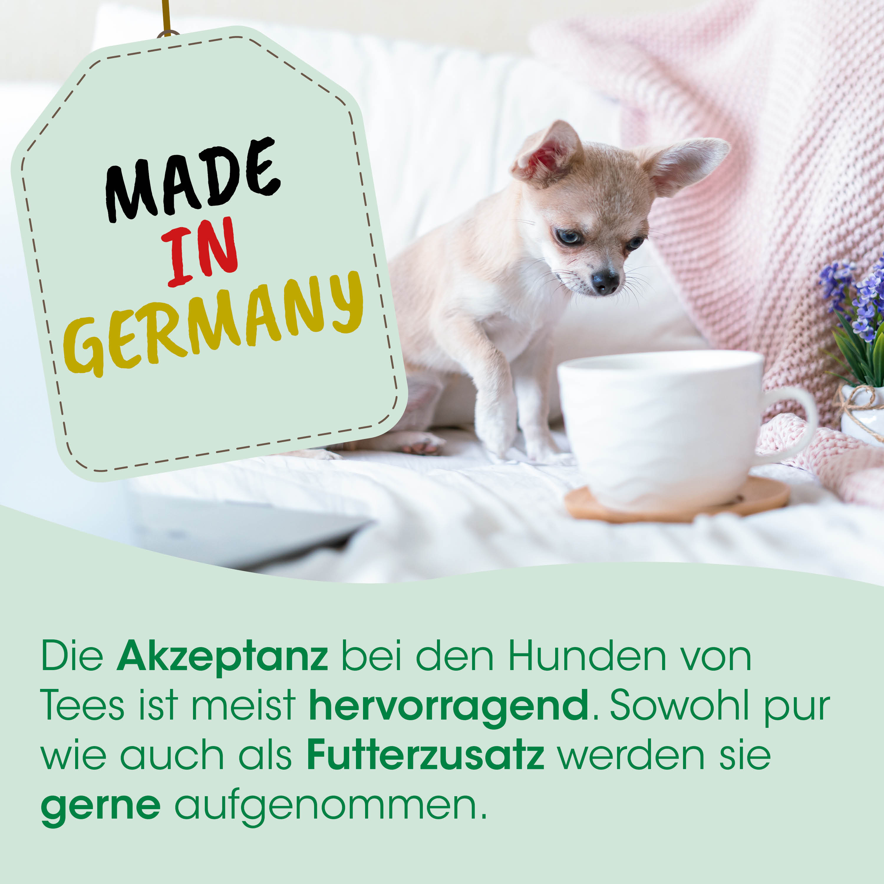 Chihuahua, Welpe, Teetasse, Made in Germany, Weiches_BITMAP