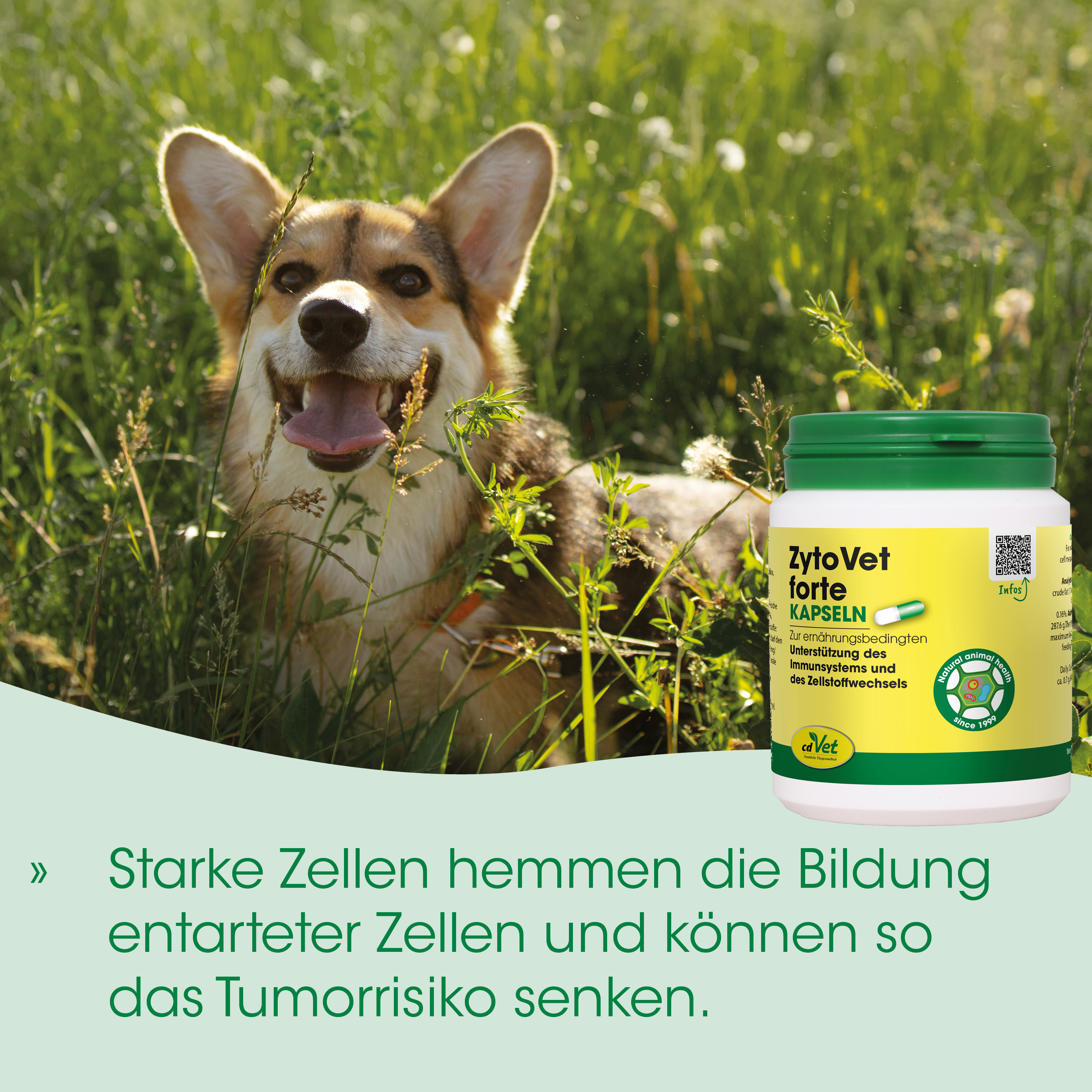 Hund, Hunde-Futter, Ergänzungsmittel, Flasche, grüner Deckel