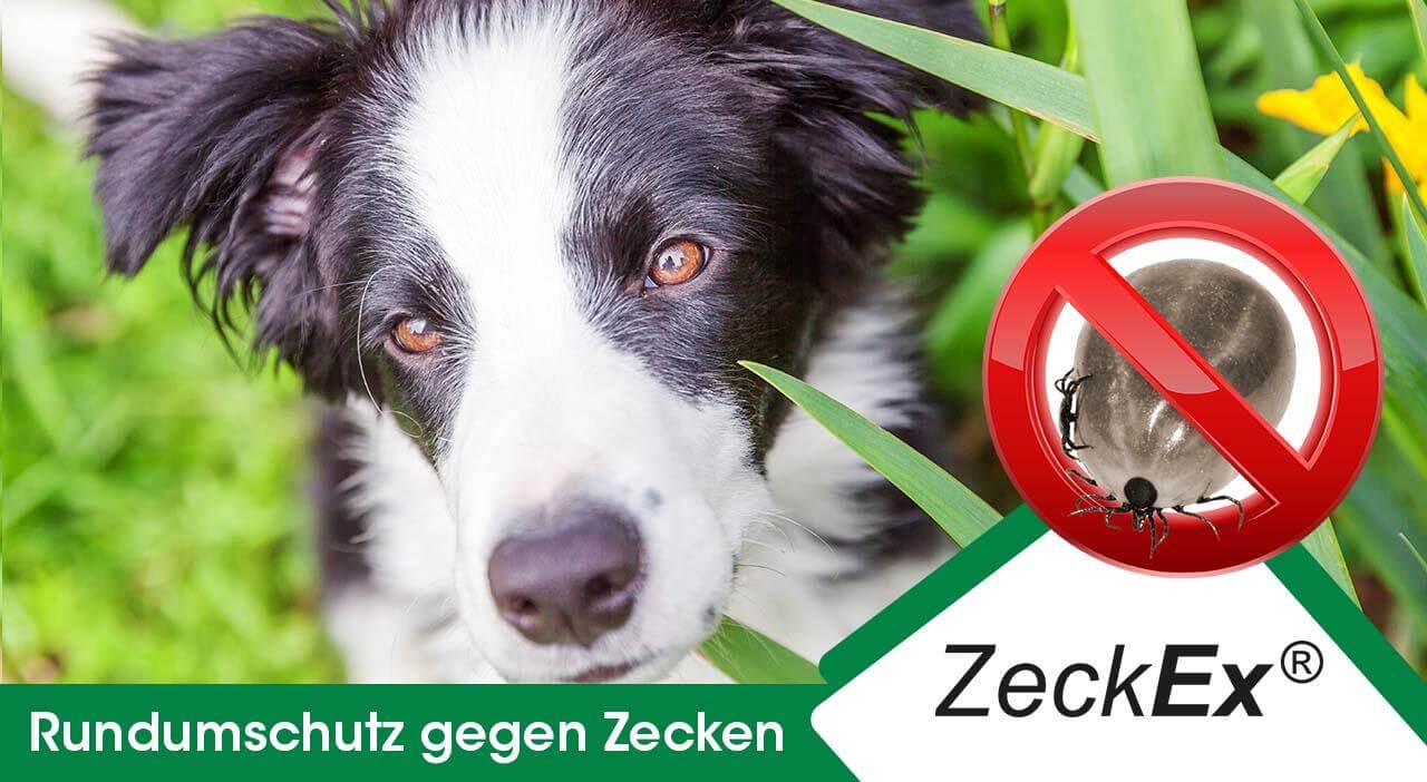 ZeckEx 50 ml