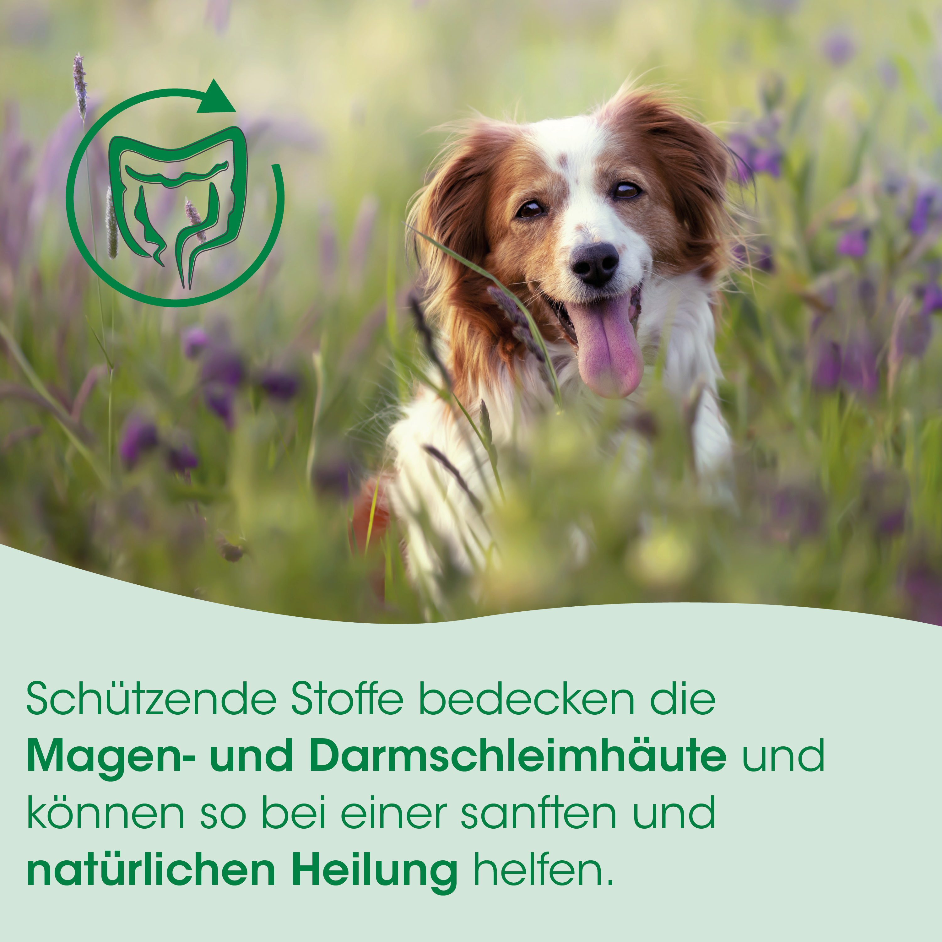 Hund, Collie, Feld, Blume, Grünes Logo