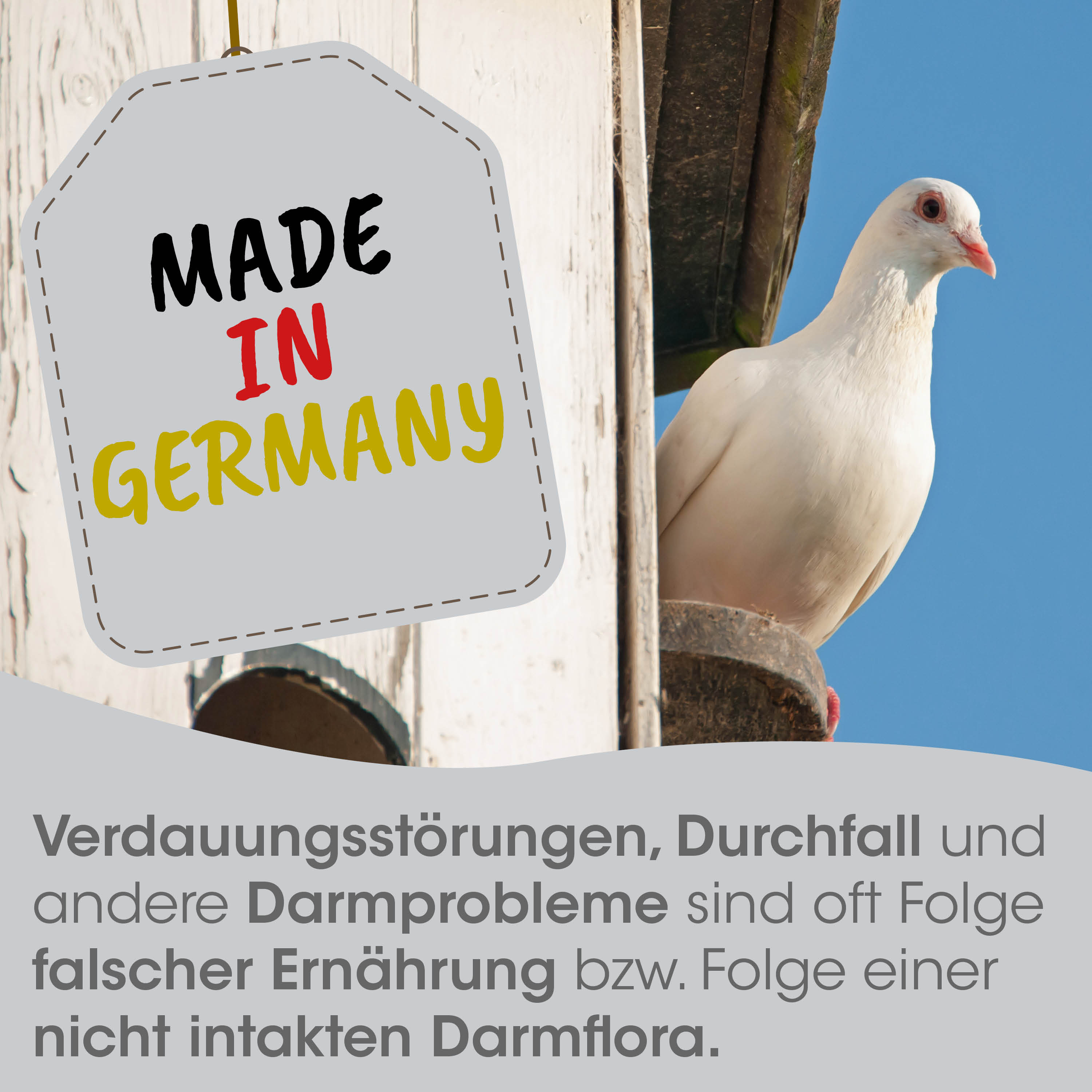 Tauben, Vogel, weiße Taube, aufgewiesen, Made in Germany