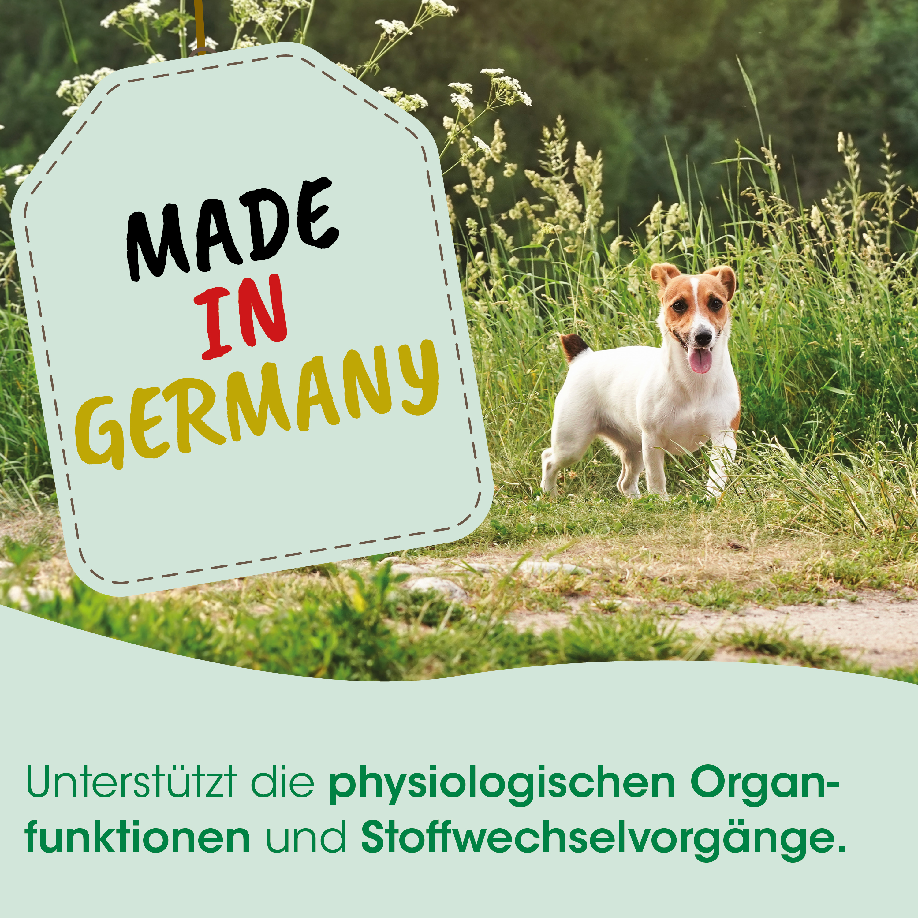 Hund, Jack Russell, Gras, Etikett, Hergestellt in Deutschland