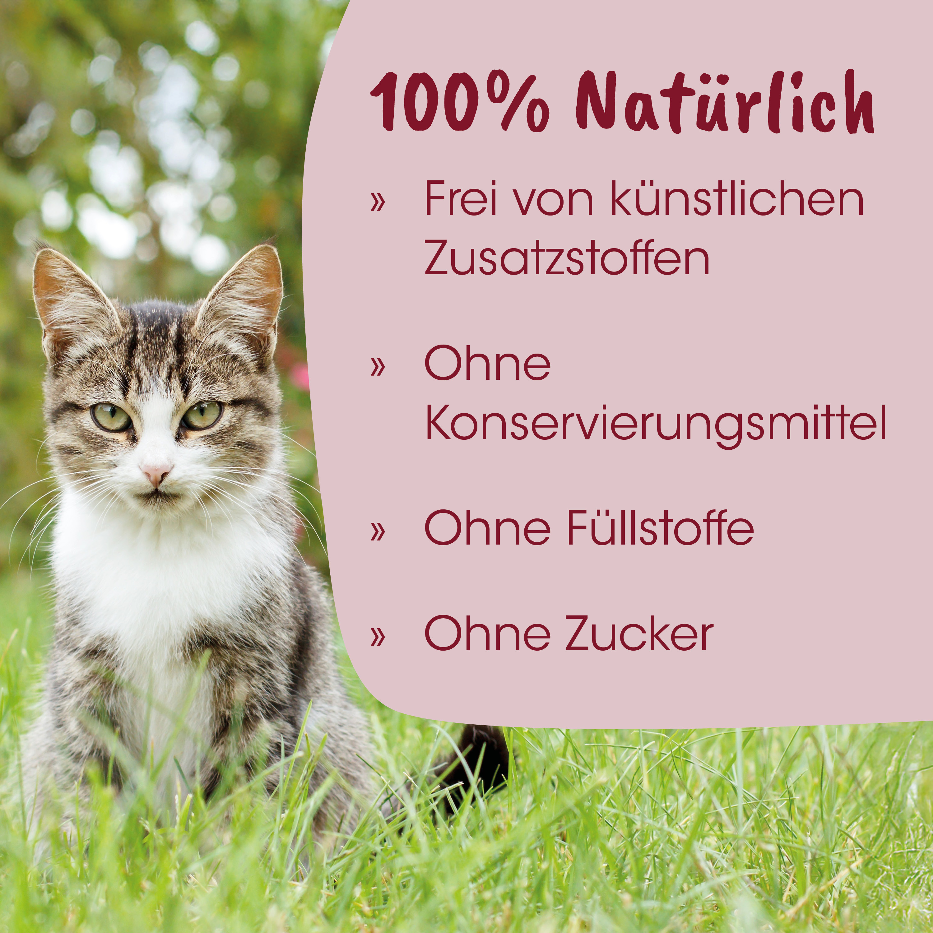 Katze, Katze im Gras, Tigerstreifen, Haustier, Fell