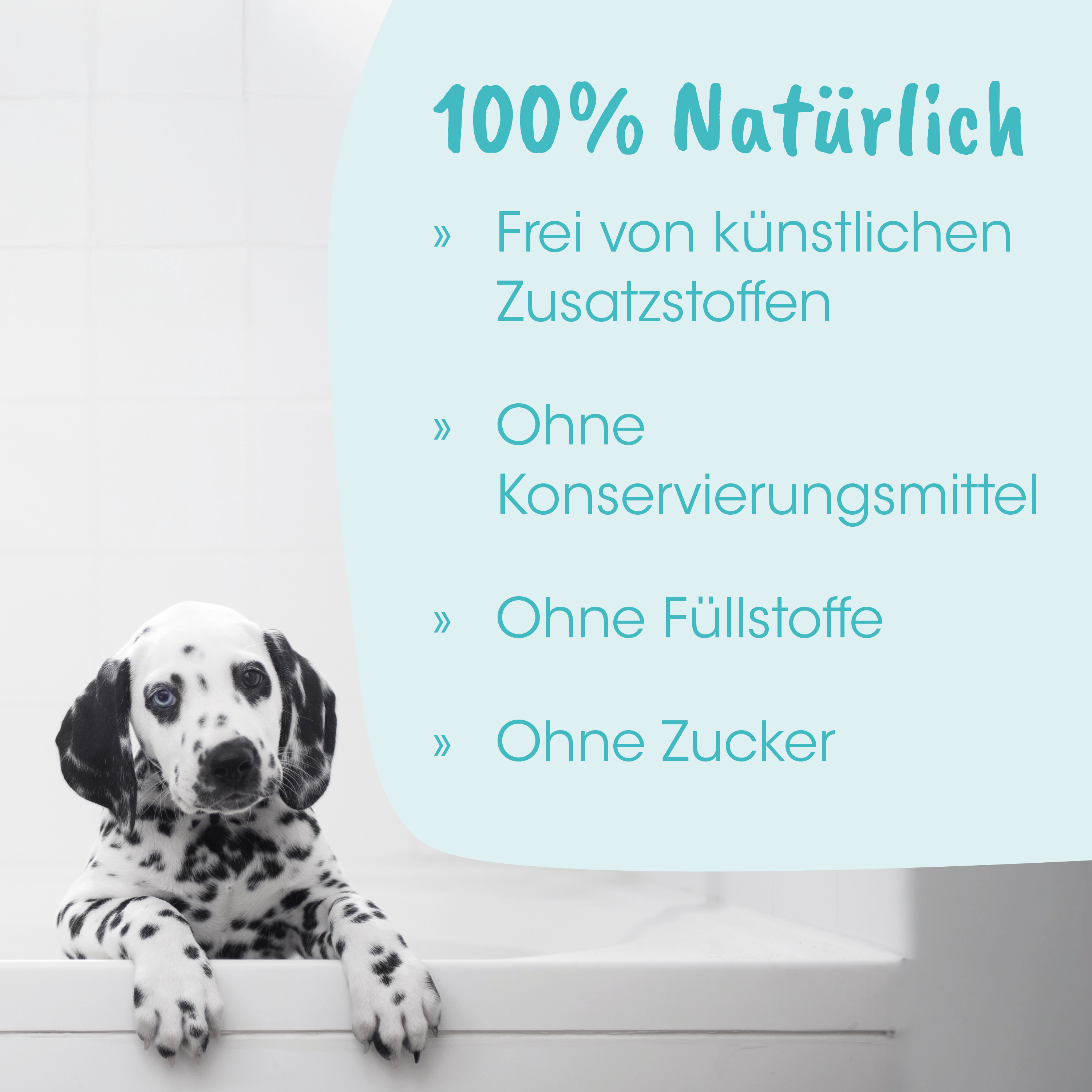 Dalmatian, Hündchen, Haustier, Hundewelpe, Schwarz-weiß