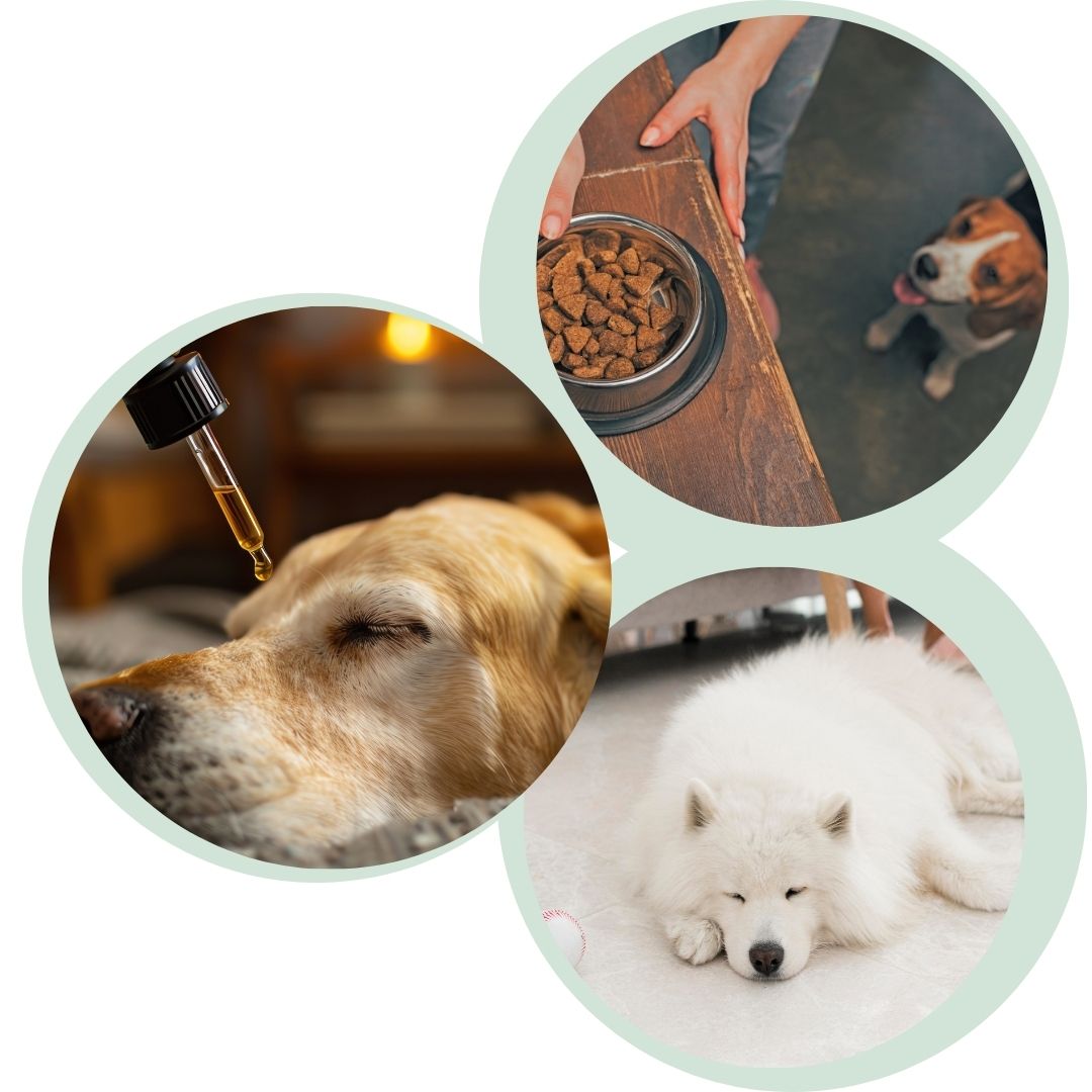 Bachblten_Anwendungstipps (1) Tier, Hund, Säugetier, Haustier
