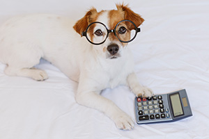 Zubehor, Brillen, Elektronik, Hund, Haustier