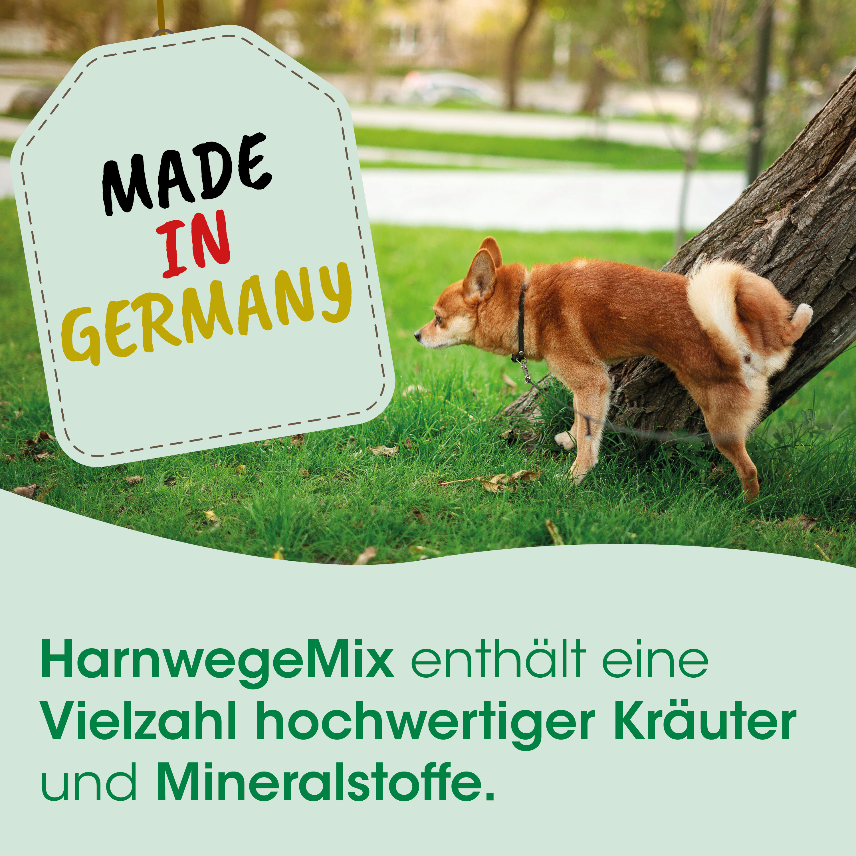 Hund, Corgi, Leine, im Freien, grünes Gras