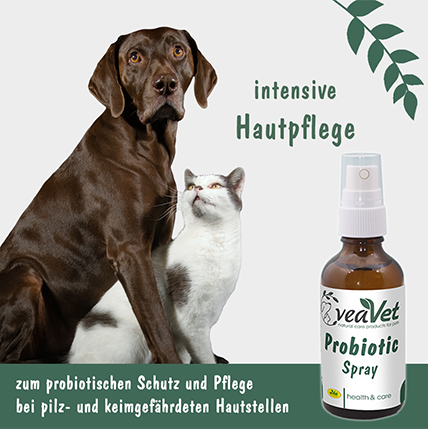 Hund, Haustier, Kräuterig, Pflanze, Katze