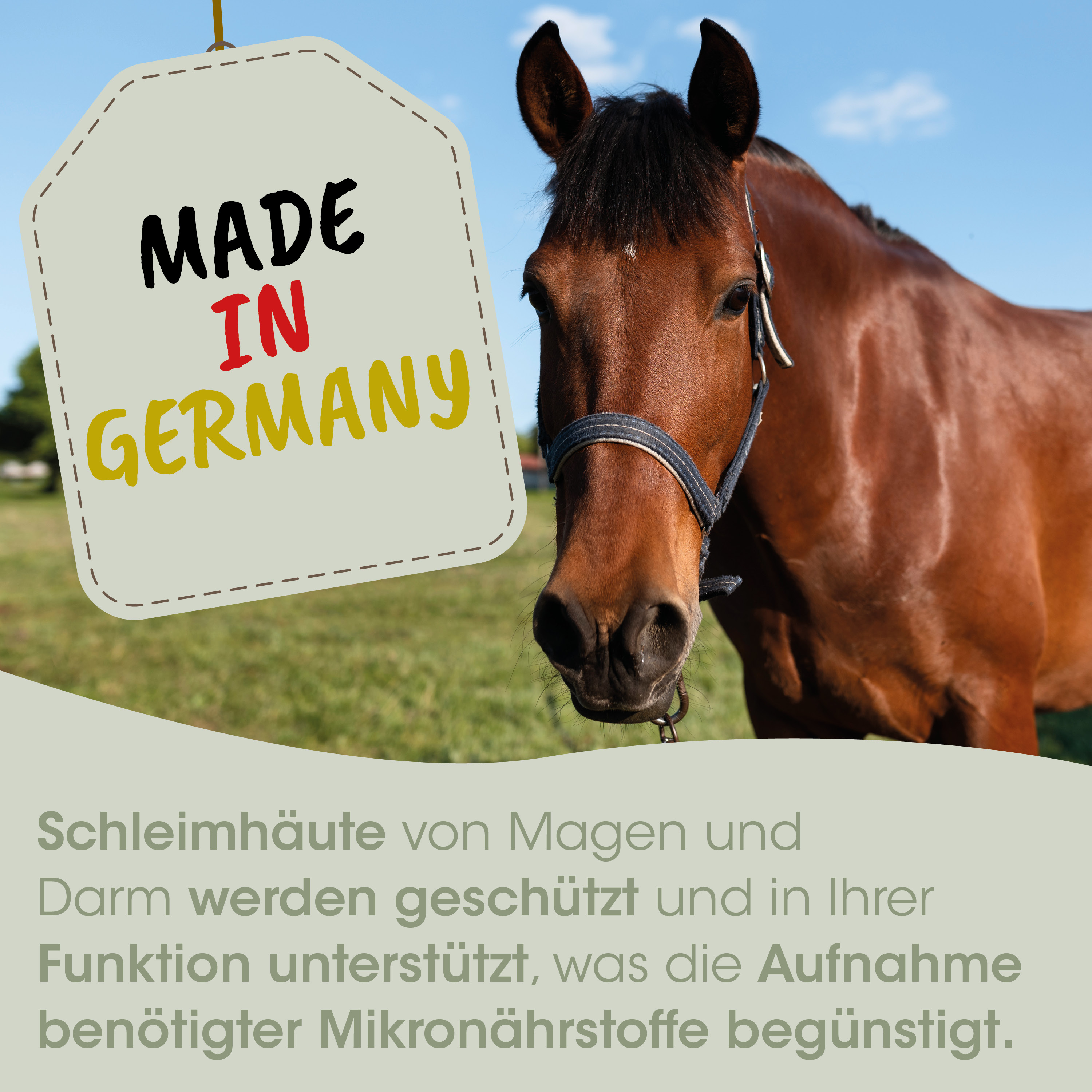 pferd, halfter, braun, nostril, anhänger
