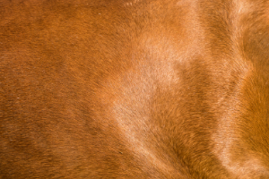 Textur, Samt, Holz