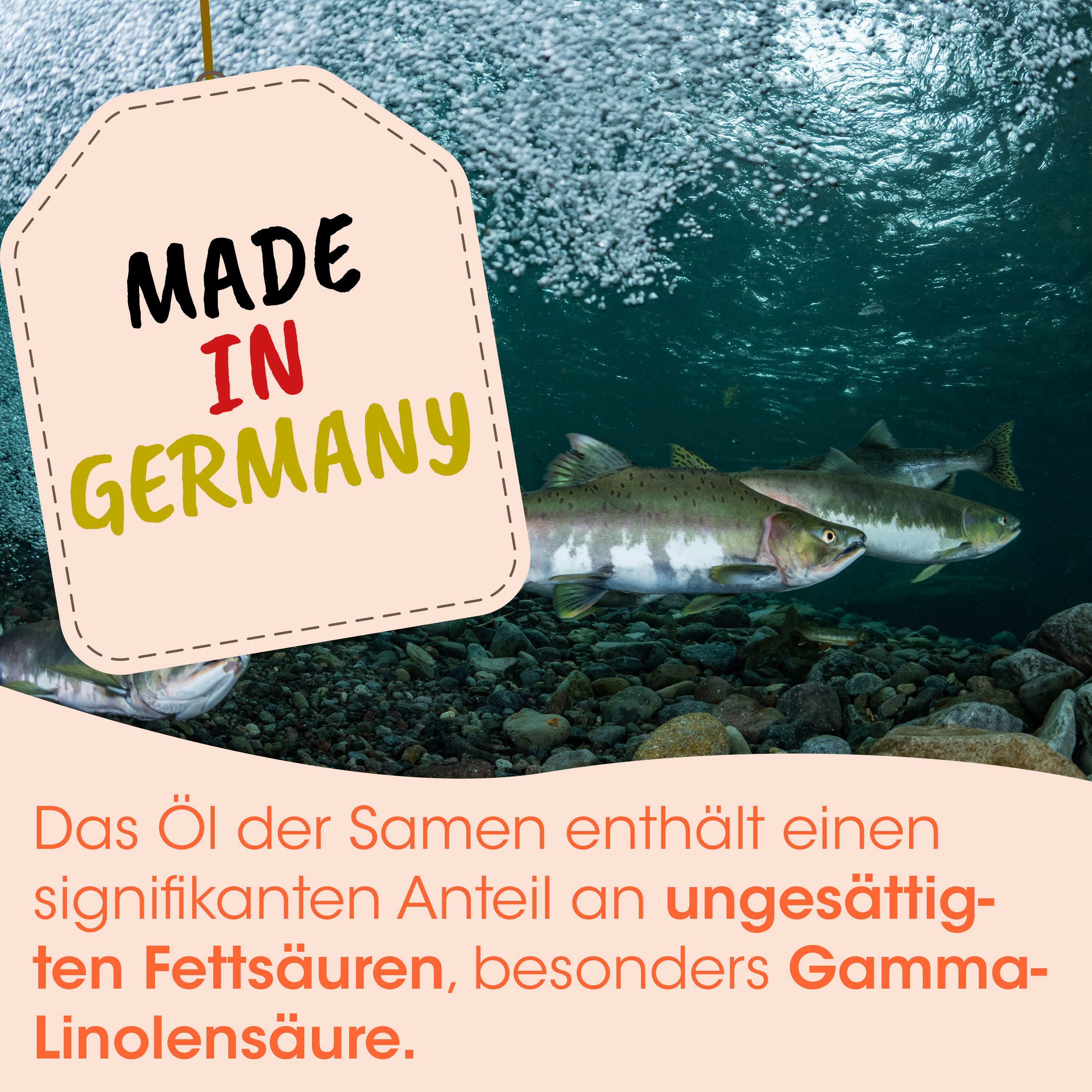 fisch, Forelle, Flussfisch, Wasser, Unterwasser