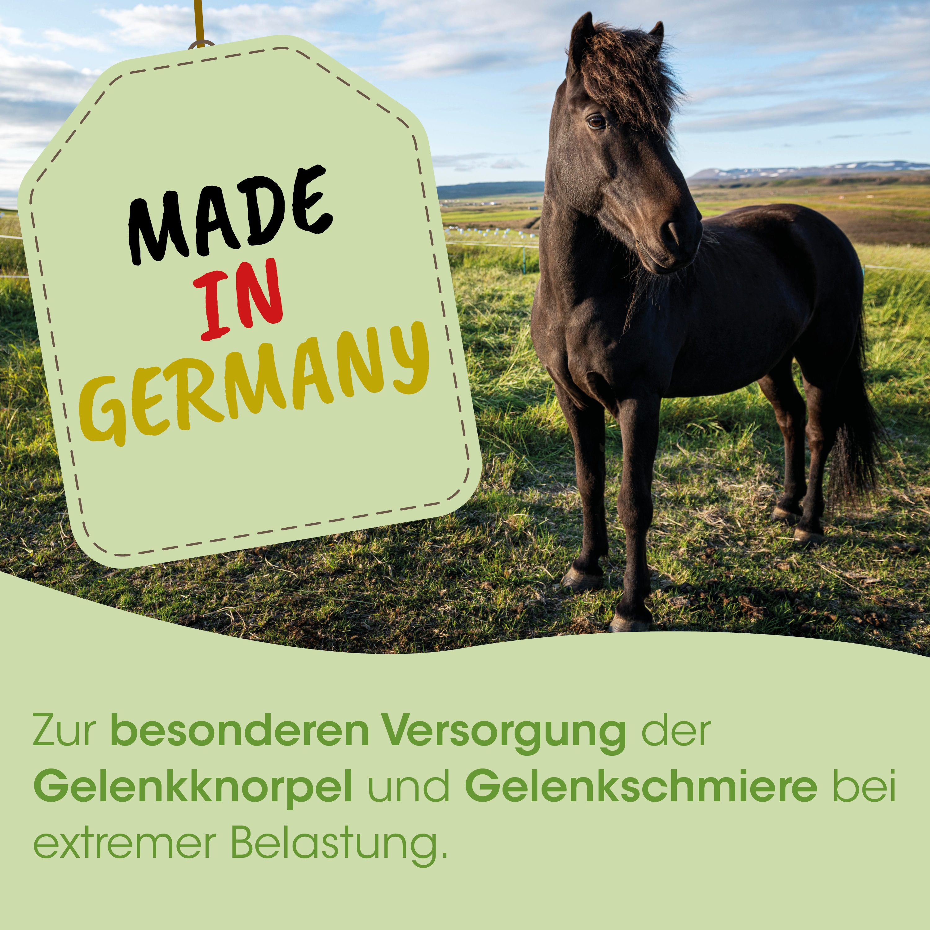 horse, black, grazing, outdoor, made in germany