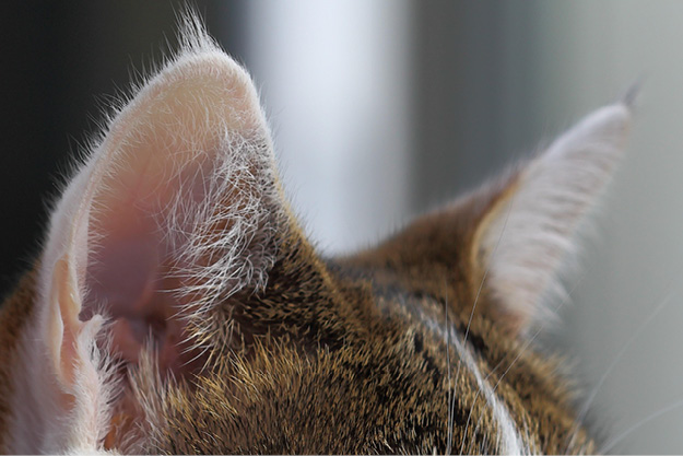 Kat_Katze_Pflege und Hygiene_4 Abessinisch, Tier, Katze, Säugetier, Haustier