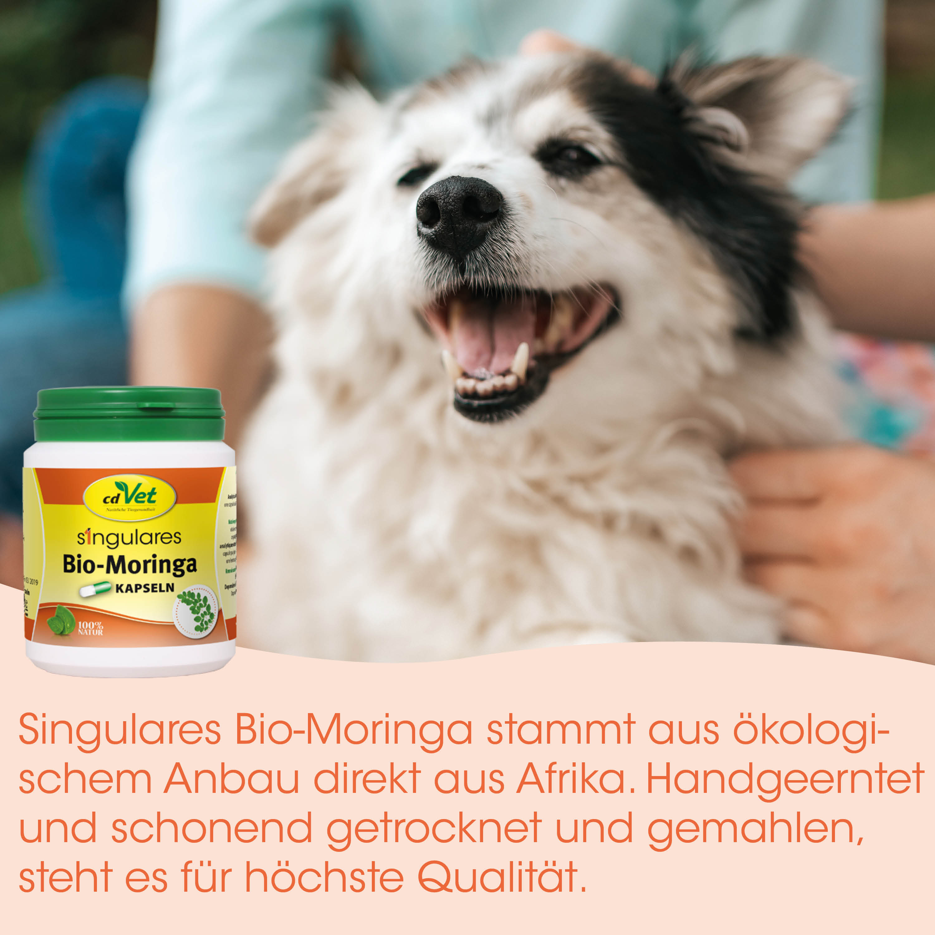 hund, tierprodukt, bio moringa, kapseln, organic trocken text