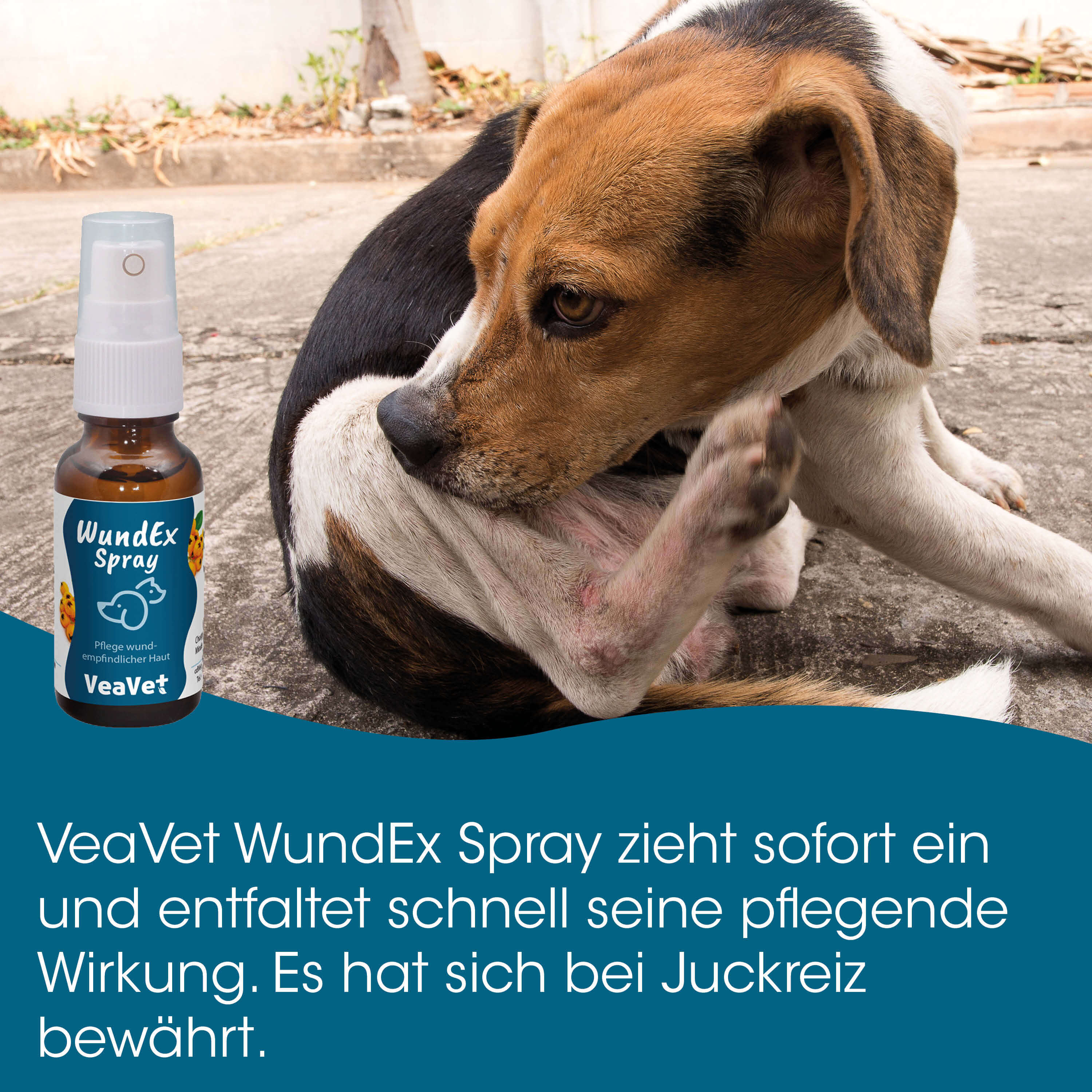 Hund, Behandlung, Spray, Hautpflege, Wunde