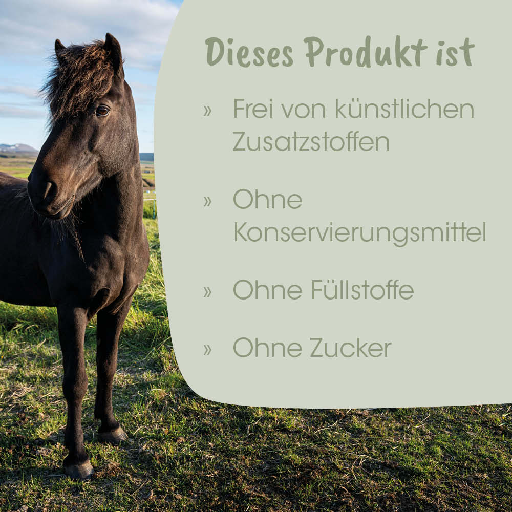 Pferd, schwarz, Hengst, im Freien, Weide