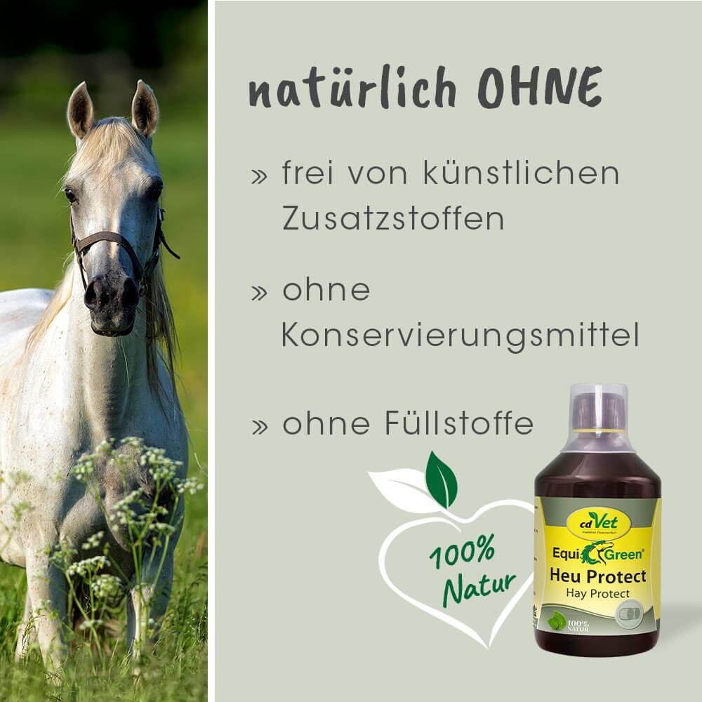 Kräuter, Pflanze, Essen, Würzen, Pferd