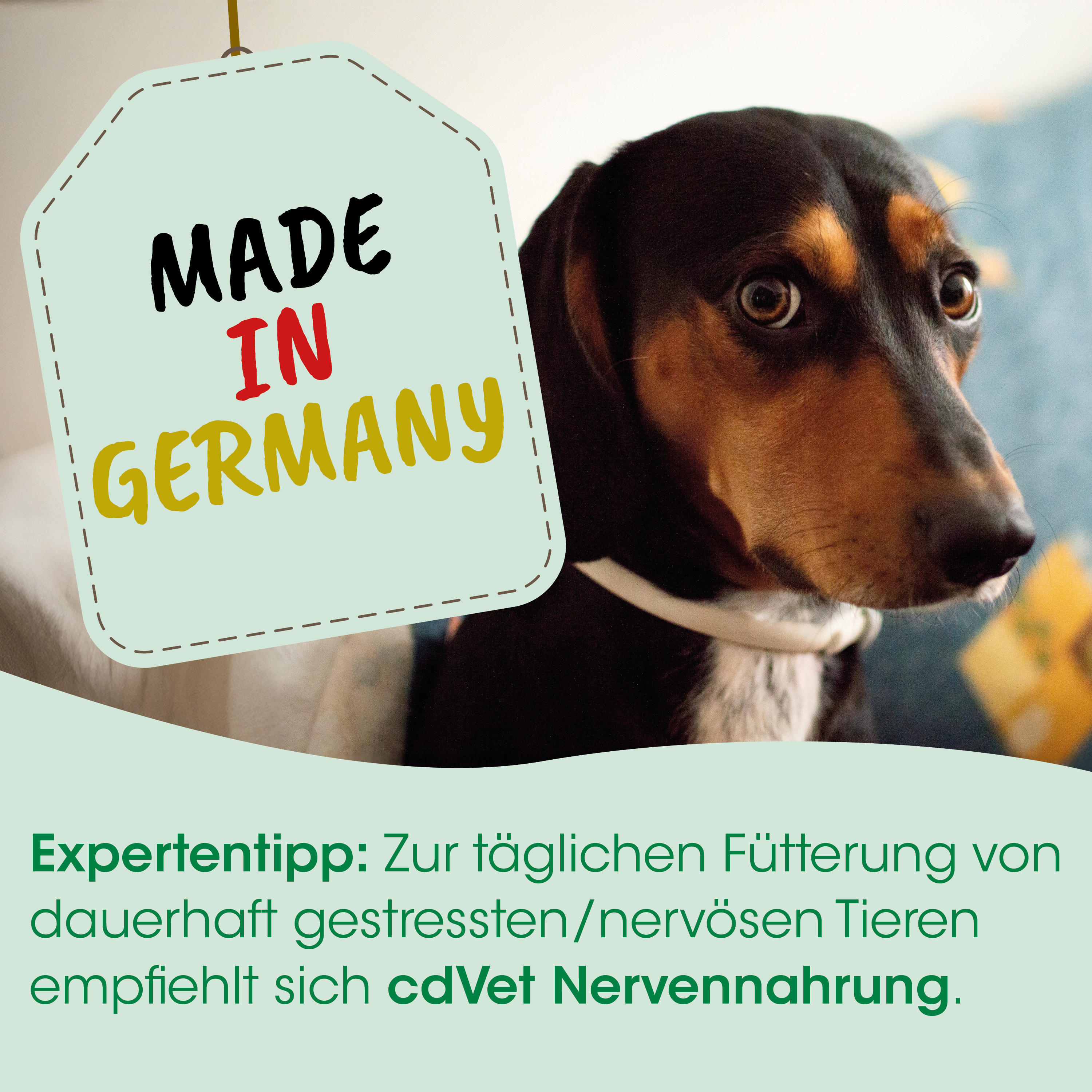 Hund, Dackel, Futter, Made in Germany, Nervennahrung