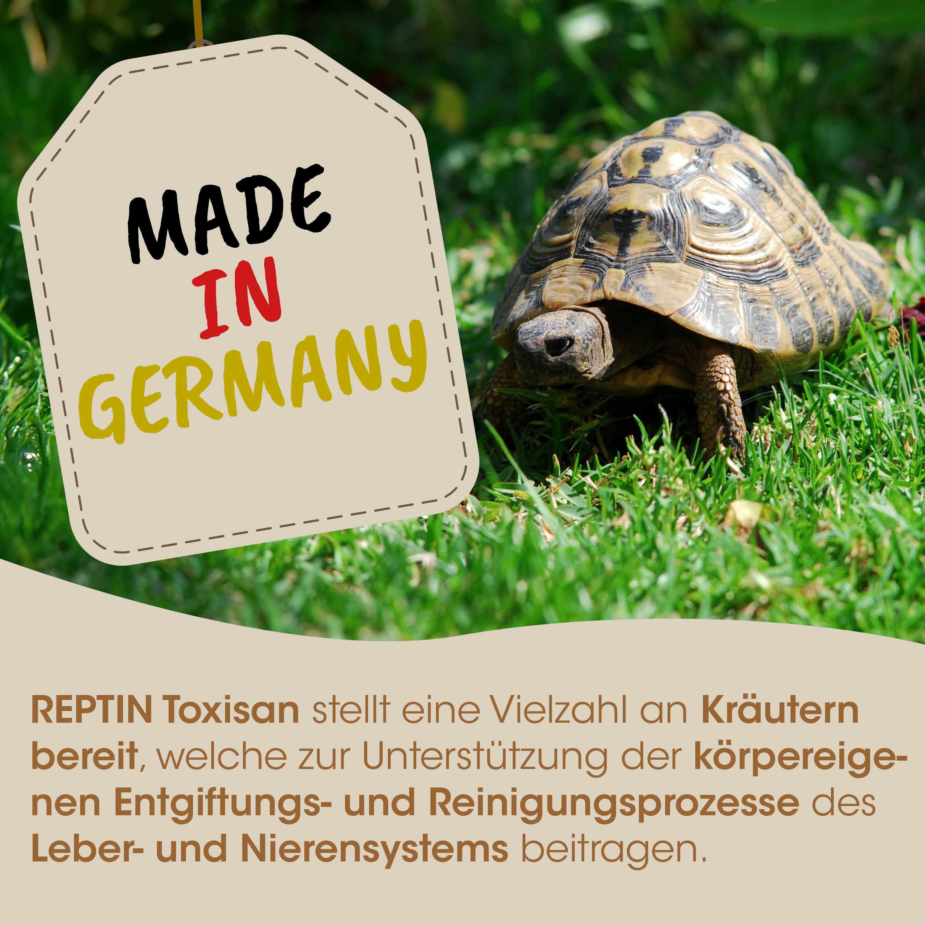 schild, turtle, gartengrund, natur, tier