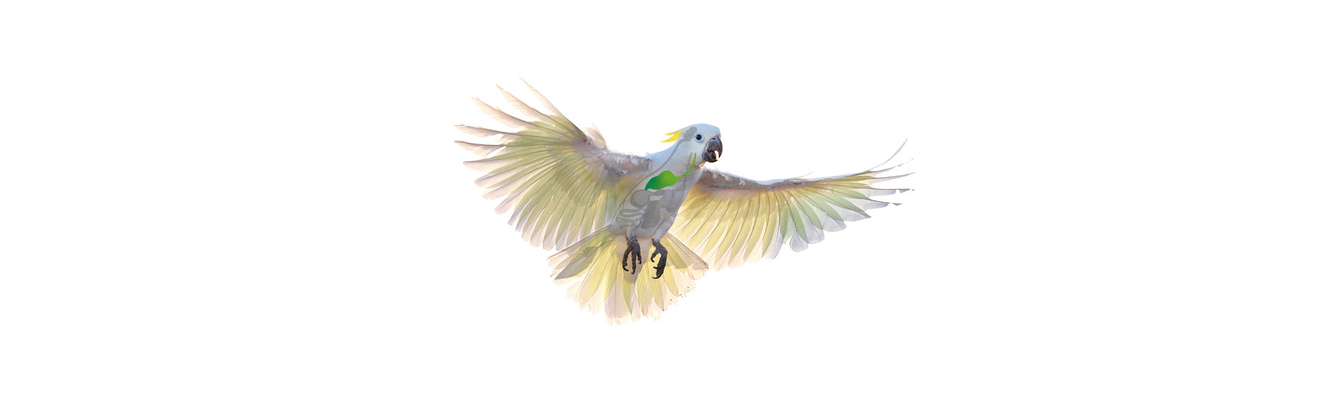 Vogel-Luftroehre-Lunge