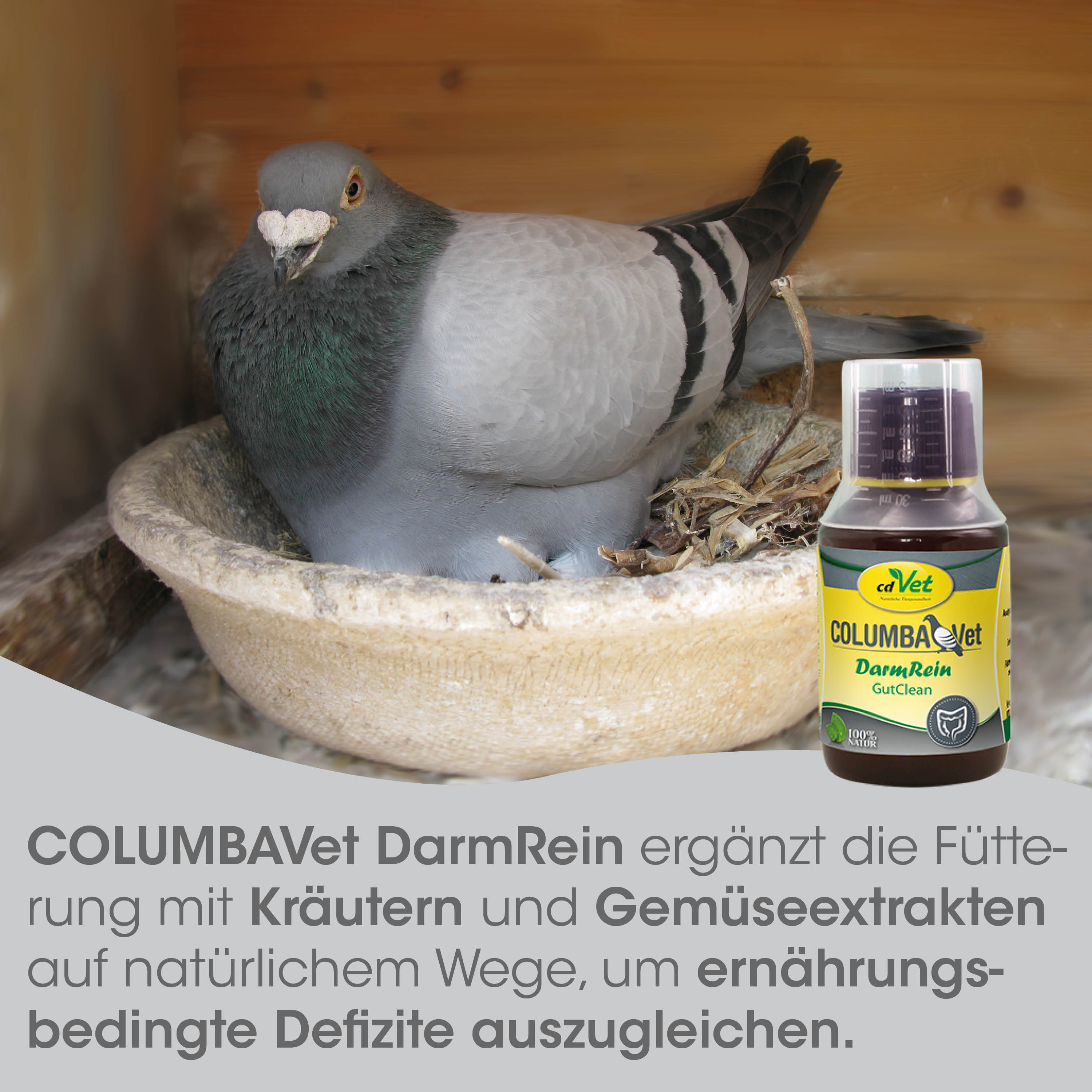 Taubenkopfente?, Pigeon, Futter, KolumbaVet DarmRein, Kräuter