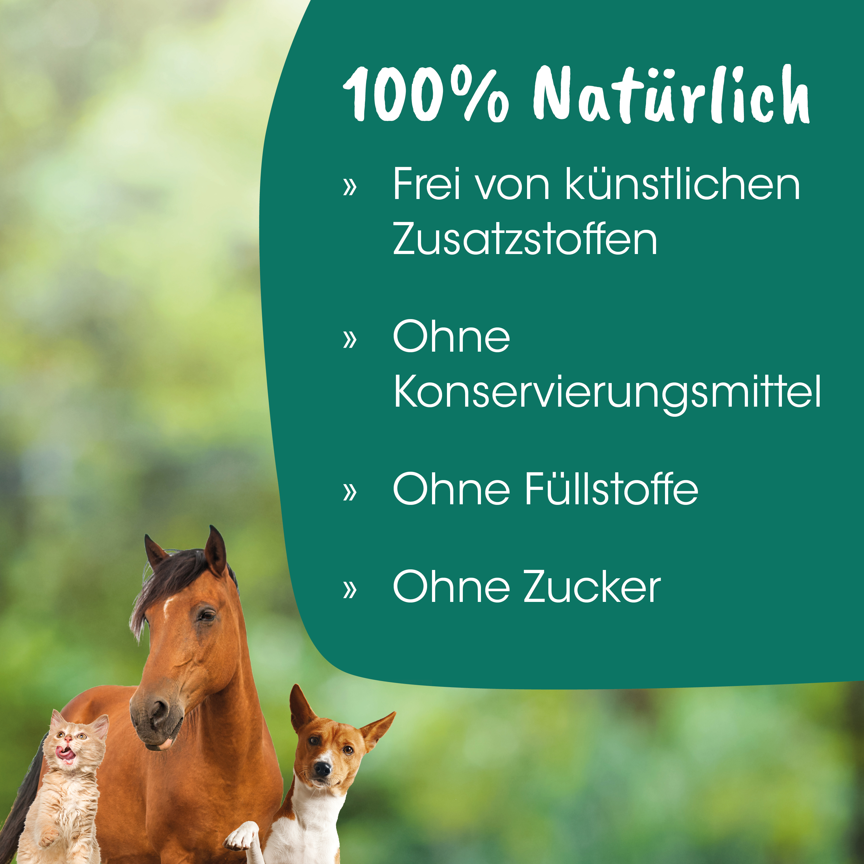Pferd, Hund, Katze, Haustiere, Natur