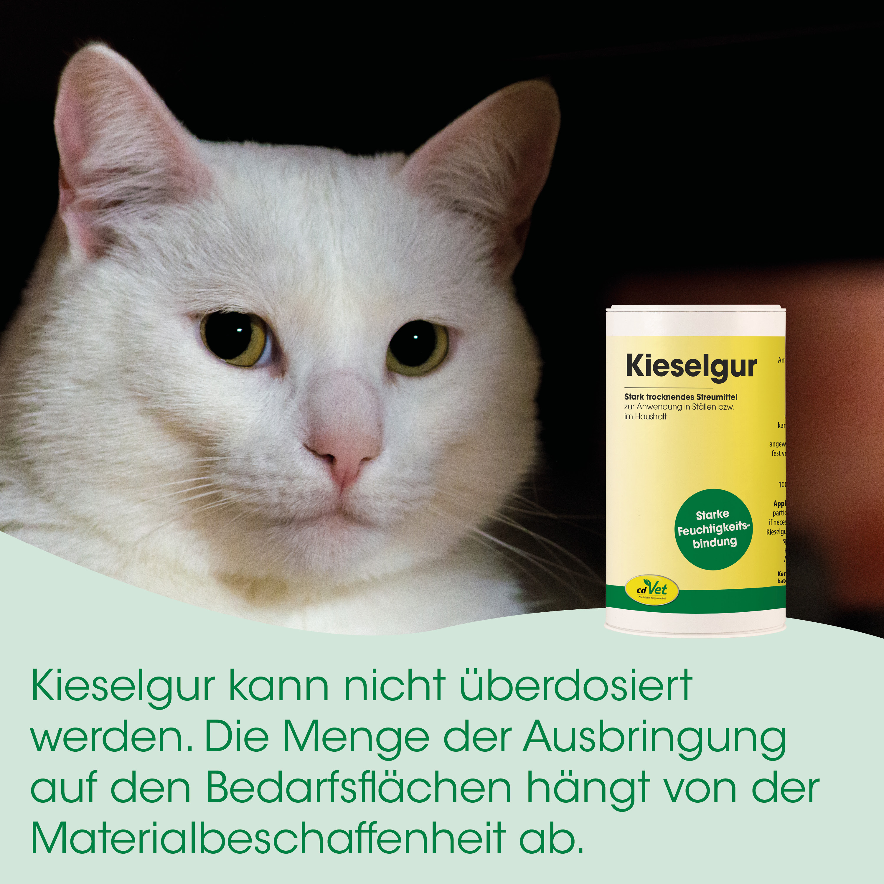 weiße katze, katze grüne augen, medikamenten-dose, Kieselgur, pulverdose