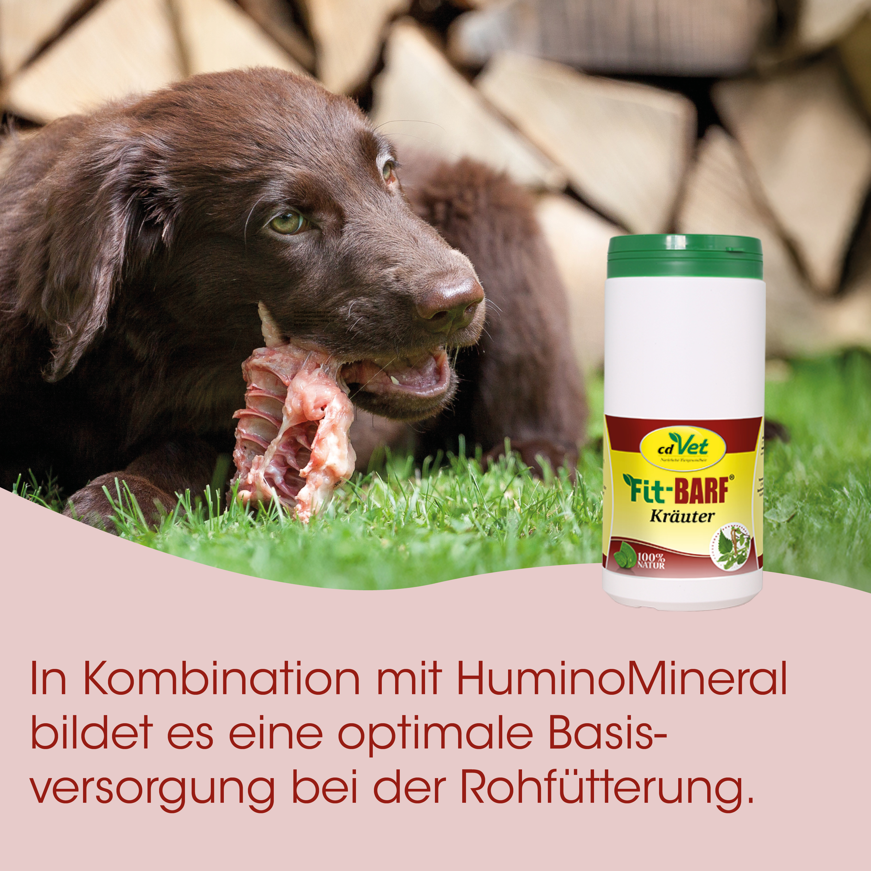 Hund, Kau, Hundefutter, Knochen, Kräuter