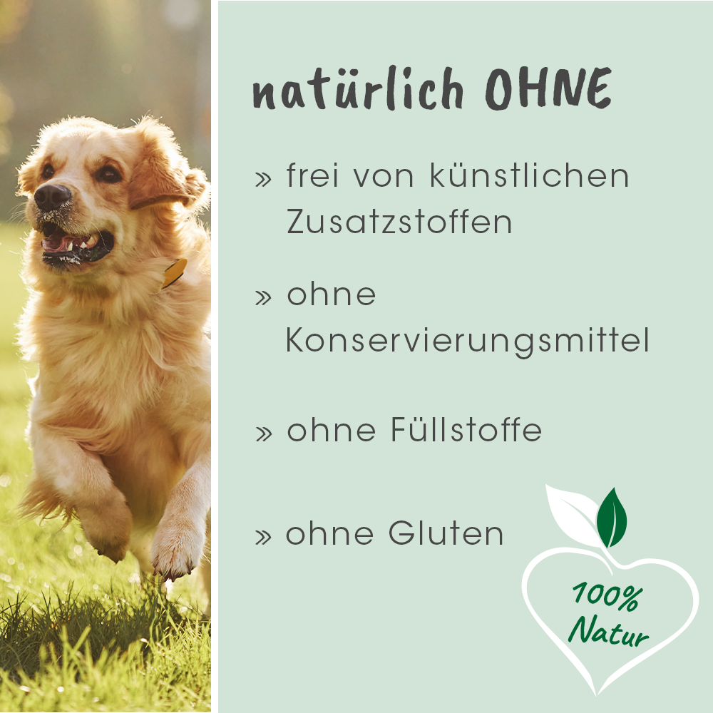 Hund, Golden Retriever, Outdoor, Tierfutter, Natur