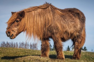 Tier, Pferd, Säugetier