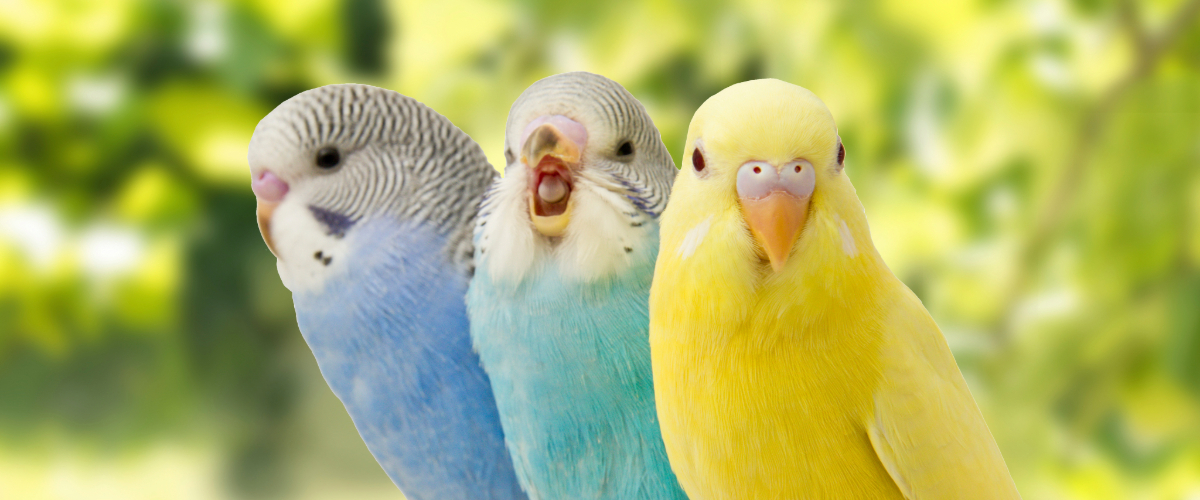 Banner Kleintiere-1 Tier, Vogel, Sittich, Papagei