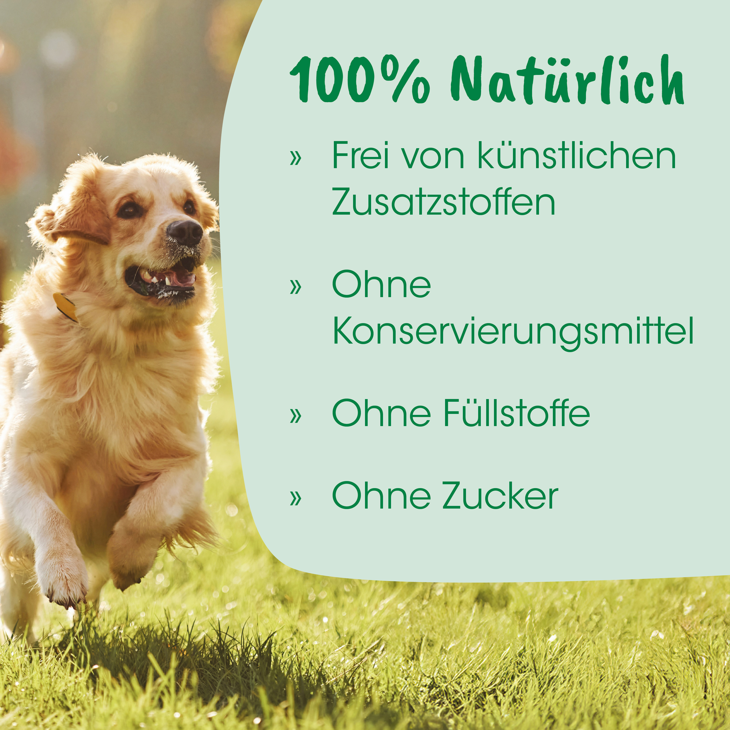 Hund, Golden Retriever, Hundeband, Grün, Werbebild