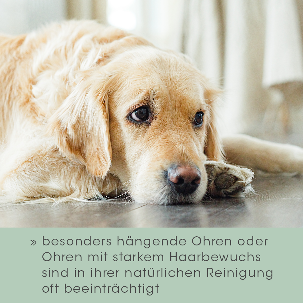 Hund, Golden Retriever, Haustier, Welpe