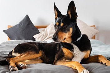 Kissen, Dekoration für Zuhause, Hund, Haustier
