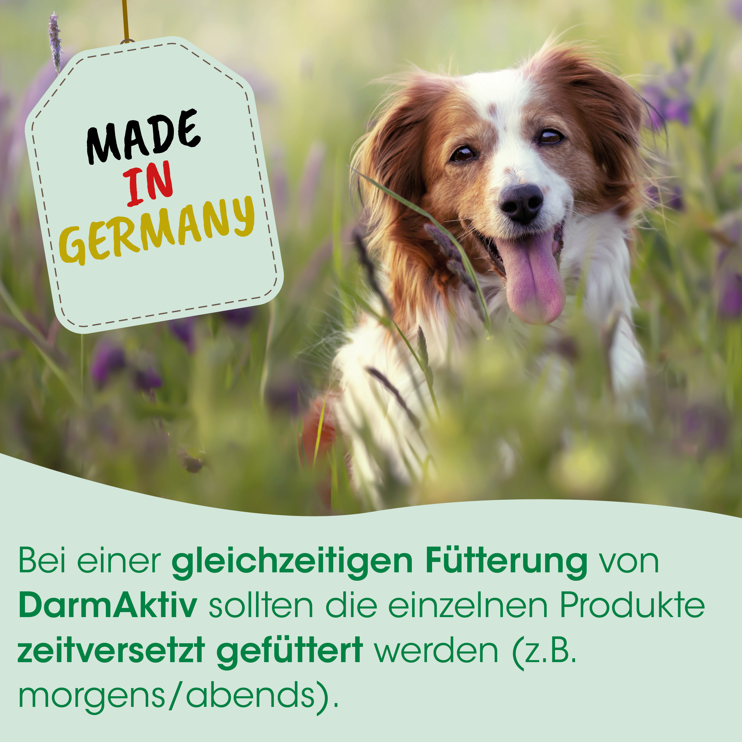 Hund, Collie, Draußen, Etikett, Made in Germany