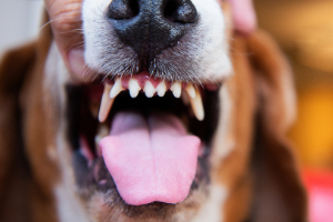 Mund, Person, Zähne, Hund, Haustier